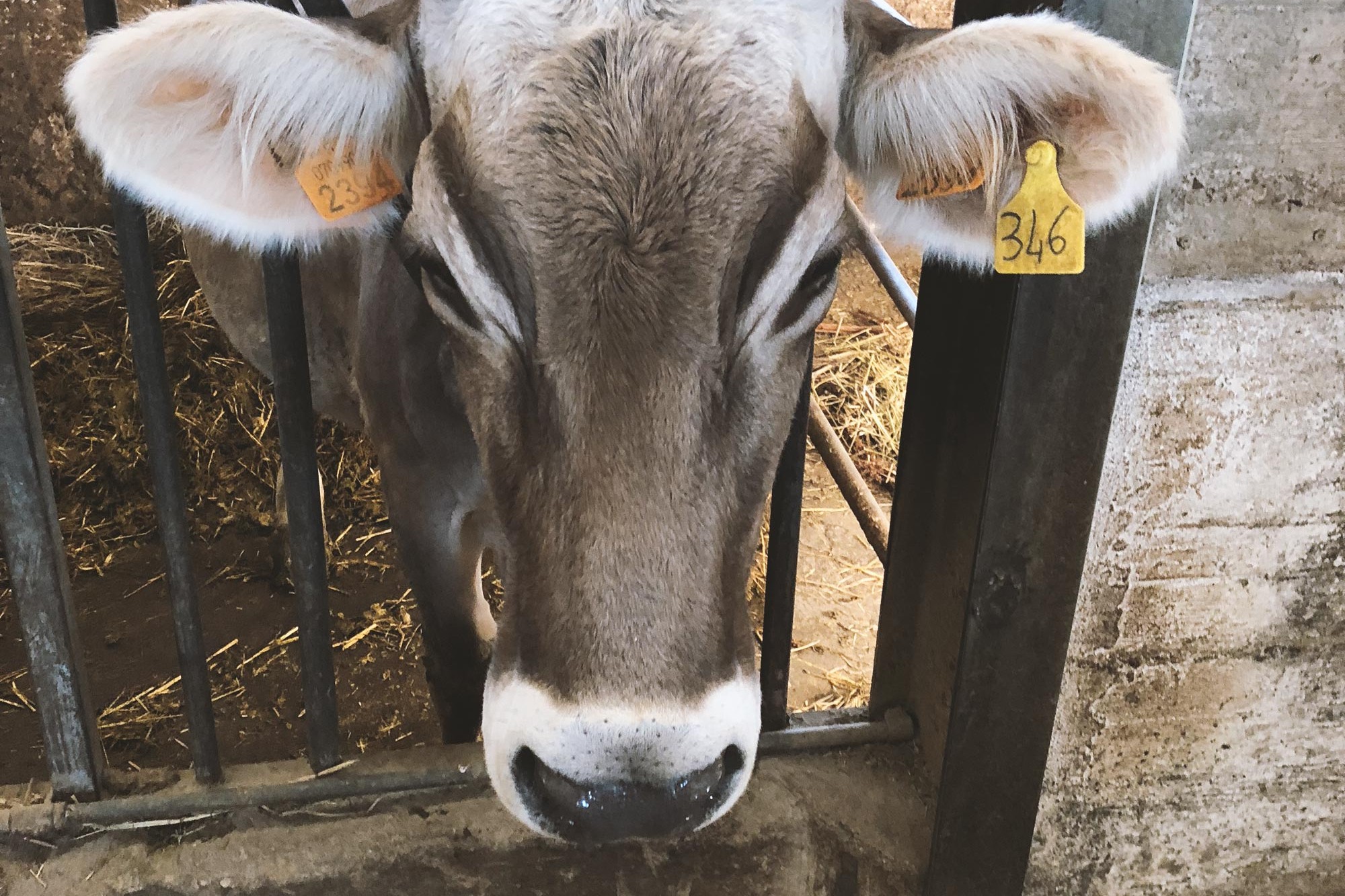 Kuh-Landwirschaftspraktikum