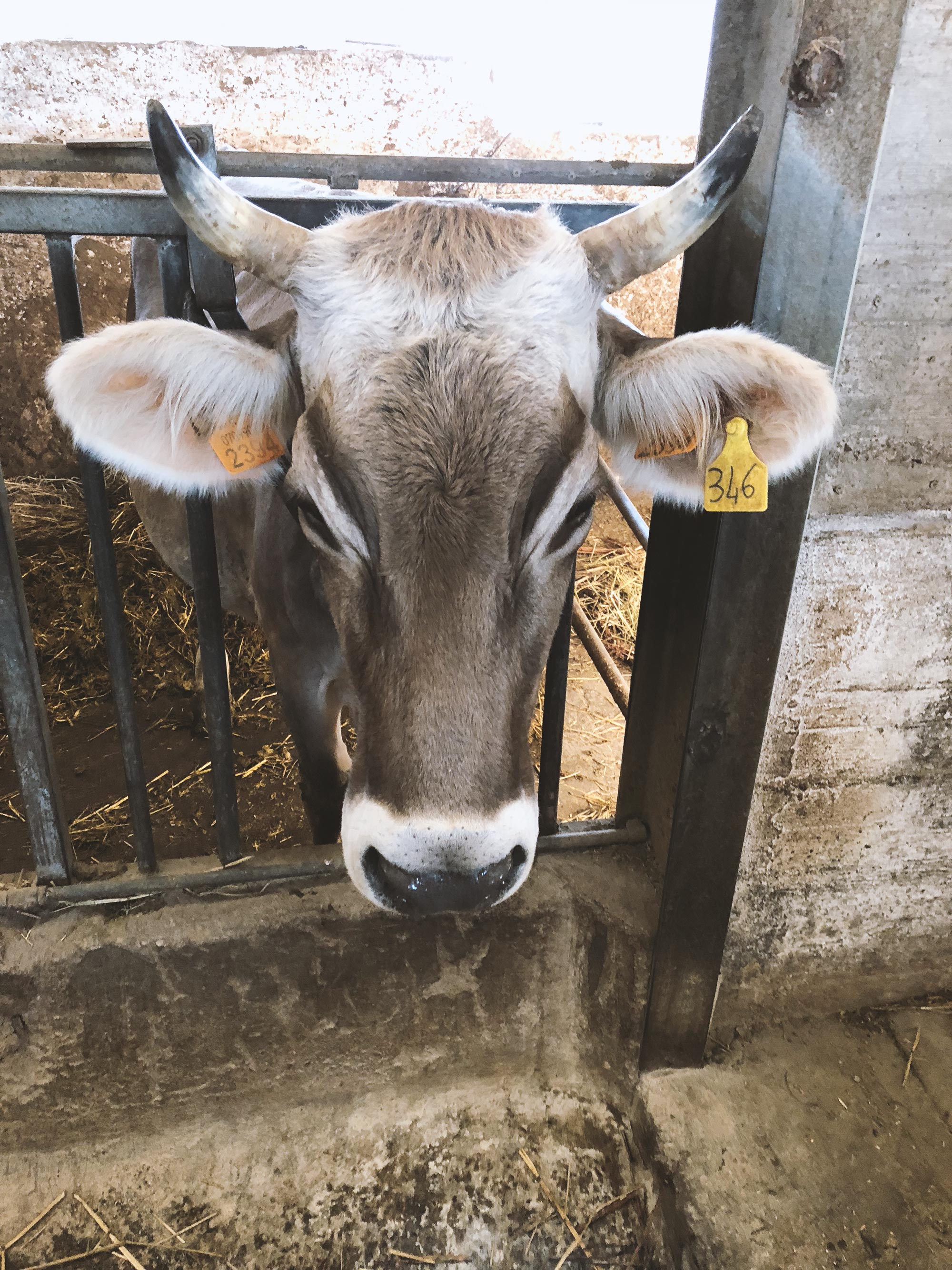 Kuh-Landwirschaftspraktikum